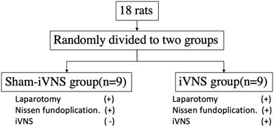 Acceleration of postoperative recovery with brief intraoperative vagal nerve stimulation mediated via the autonomic mechanism